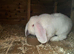 Rew french lop buck 10 months show stock