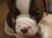 English bulldog puppies