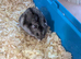 Male Russian dwarf hamster