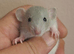 Male and Female Baby Dumbo Rats