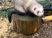Male ferret
