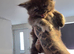 Maine coon kittens