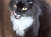 Mixed cats homing asap