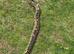 Standard Ball python