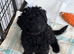 6 ABSOLUTELY STUNNING JET BLACK MINIATURE POODLES
