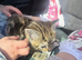 F Bengal X Kitten