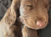 3 gorgeous sprocker puppies