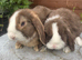 Mini lops ready now