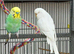 2 budgies