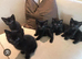 4 black fluffy kittens for sale