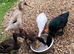 Indian runner / Cayuga duckling Northampton