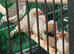 10 Zebra Finches and Indoor Aviary