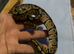 Ball pythons