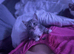 Maincoon cross British blue kittens