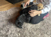 Beautiful cockapoo puppy’s ready for there new home