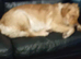 Waiting list. Pups here born 11/3/2026