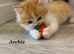 Six absolutely stunning Persian Kittens