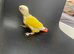 Cockatiel and conure chicks are ready to move to their new homes.