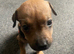 American cross Staffy puppy's for sale