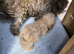 Cocker poo