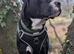 Large cross breed looking for forever home