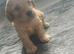 2 boy cockapoo puppies