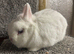 BEW Netherland dwarfs