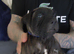 Staffordshire puppies