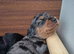 La Schnoodle puppies