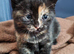 Kittens.