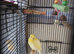 Baby canary