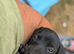 SOLID BLACK MINI DACHSHUNDS READY NOW