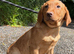 Fox Red & Black Labrador Retriever Puppies