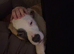 5 month old pup for sale