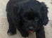 Cocker spaniel