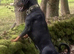 Outstanding European Dobermanns for sale