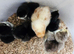 Pekin,,tuftie chicks