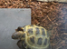 Horsefields Tortoise juvenile