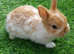 Gorgeous Baby Netherland Dwarfs - Vaccinated with the Nobivac 3 in 1 - READY NOW
