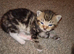 6 x kittens ready to reserve for loving homes