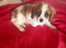 Cavalier King Charles spaniel