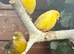Fife and Gloster last years birds ready to breed