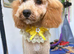 Honey female Cockapoo