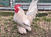 Sablepoot  cockerel