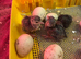 Peacock chicks