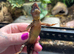 3 x White Eyed Crocodile Skinks