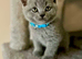 Blue British Shorthair looking new home