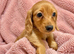 Litter of Miniature Dachshunds