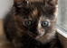 Torti kitten