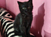 Beautiful persian mix black short hair kitten